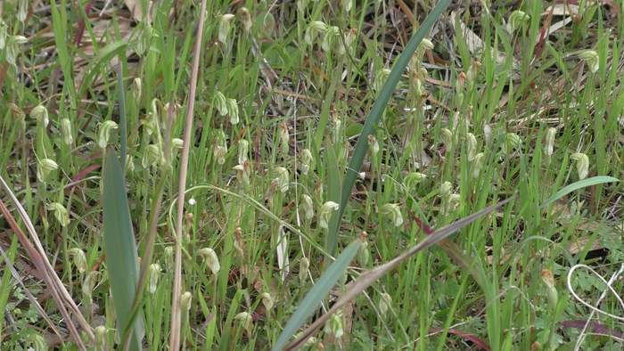 Pterostylis - Orchid-Snail--Sep-2018p0001.JPG